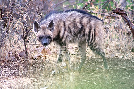 File:Striped Hyena.jpg