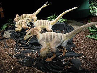 Sumaah Raptors.jpg