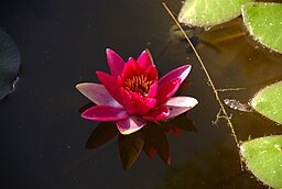 Red water lily flower.jpg