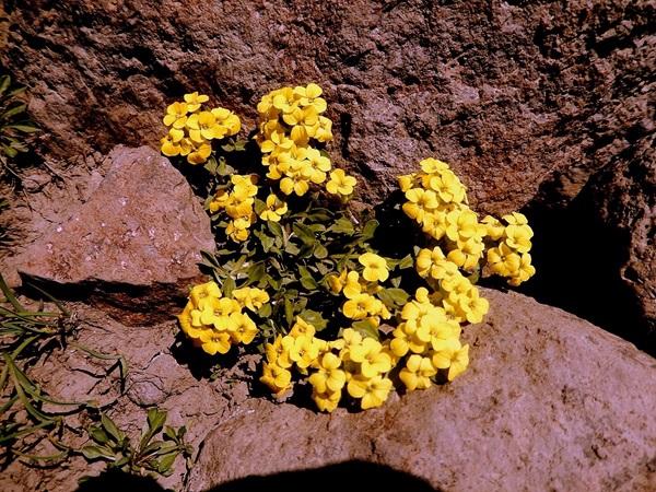 File:Yellow flowers.jpg