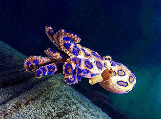 Blue-ringed octopus.jpg