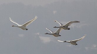 Whooper Swan.jpg