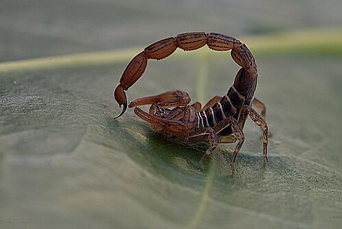 File:Scorpion in a corner.jpg