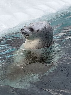 Hylje seal.jpg