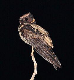 Great Eared-Nightjar.jpg