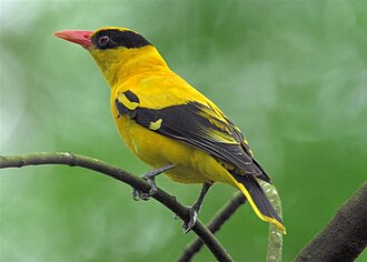 Black-naped Oriole.jpg