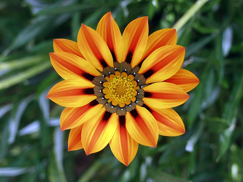 File:Orange Flower.png