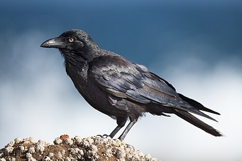 File:Raven.jpg