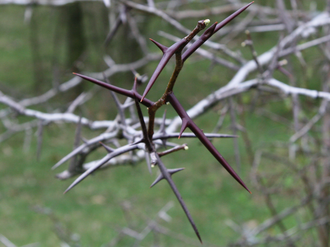 File:Thorns.png