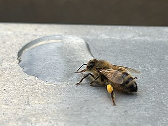 File:Thirsty bee.jpg