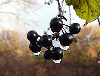 November berries after rain.jpg