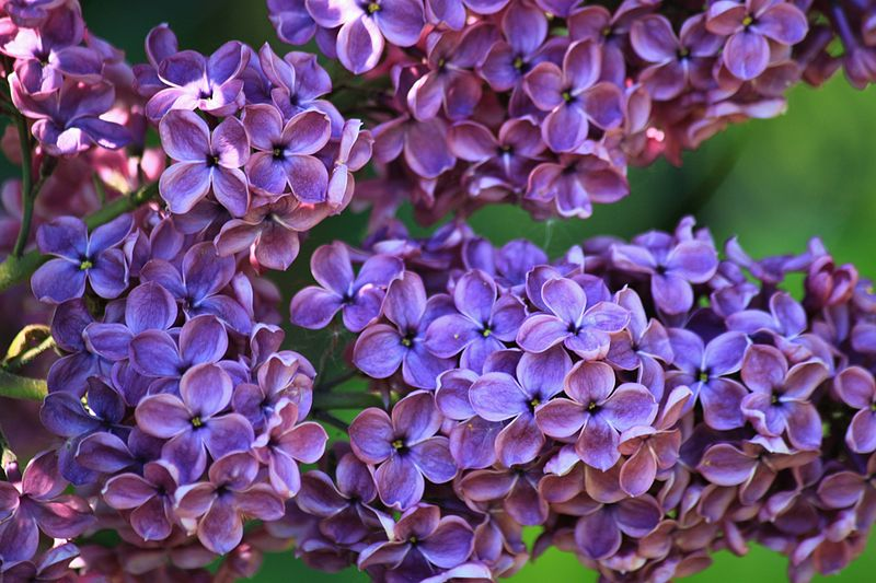 File:Blooming Lilac.png