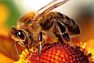 File:Honey Bee.jpg
