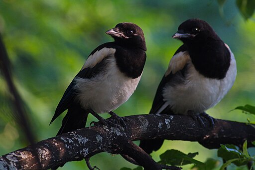 File:Fledgeling Magpies.jpg