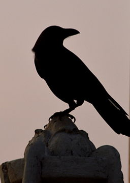 Silhouette of a crow.JPG