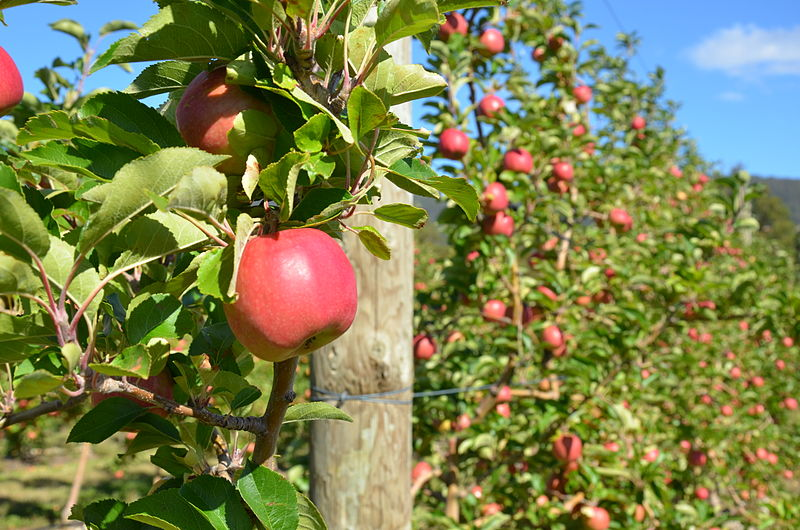 File:Good Walder's Orchard.png