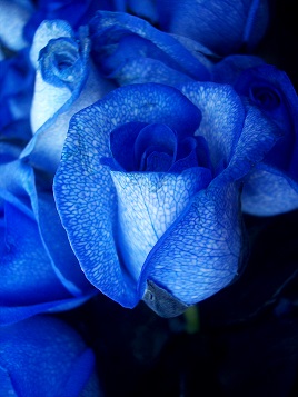 File:Blue Rose.jpg