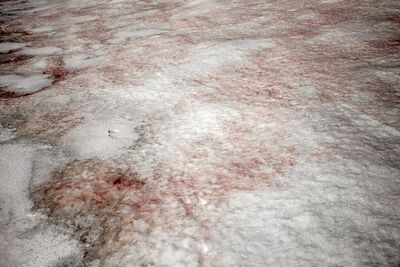 Watermelon Snow - King George Island.jpg