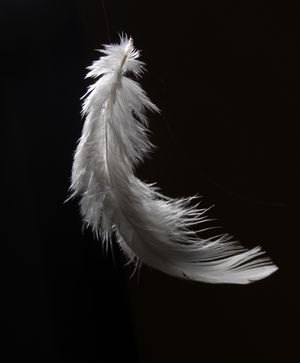 Feather2.jpg