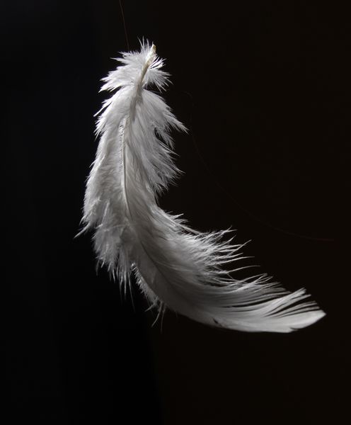 File:Feather2.jpg