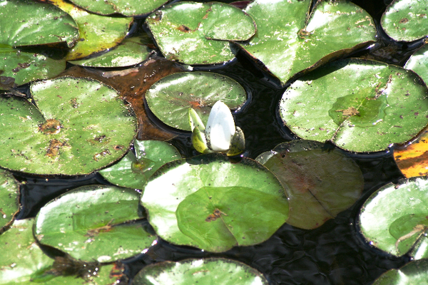 Lilypads.png