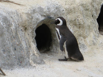 Many of the penguins of Suaq Fount are a good deal larger than this jolly little fellow.