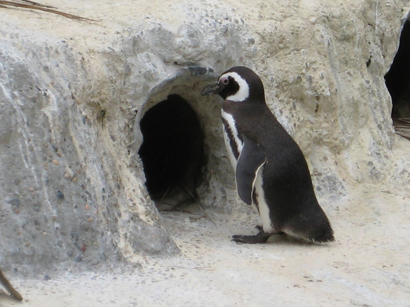File:MithrilPenguin.jpg