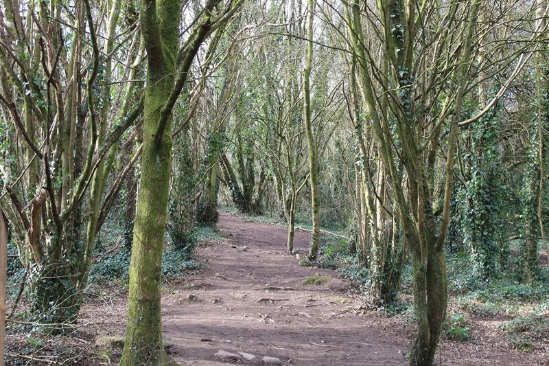File:Path through the trees.jpg