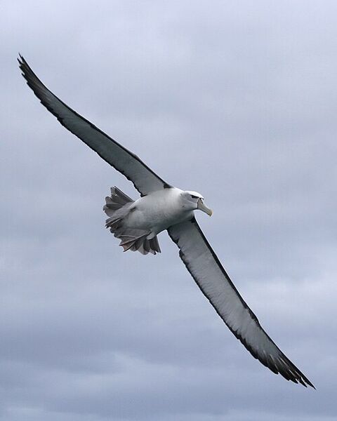 File:Shy albatross in flight.jpg