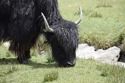 A Yak.jpg