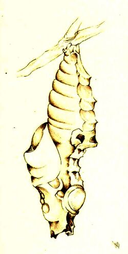 Chrysalis.JPG