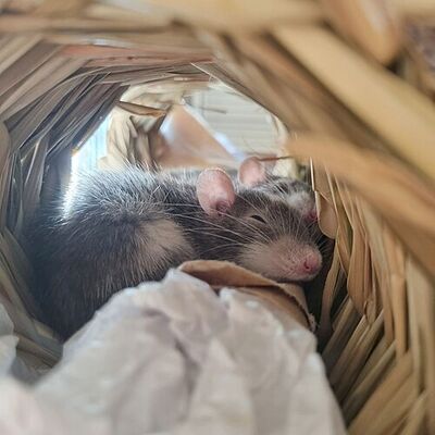 Dwarf rats sleeping.jpg