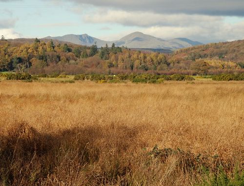 Dried grassland on the banks of the river Leven - geograph.org.uk - 612862.jpg