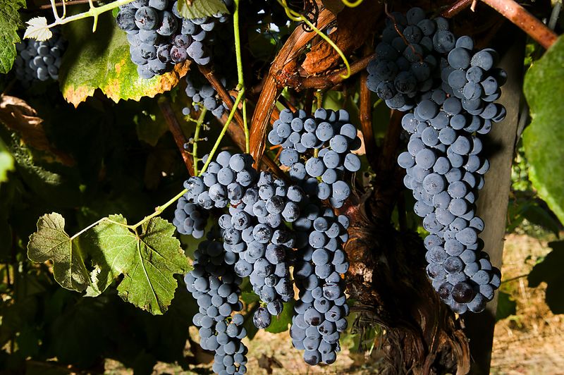 File:Grapes.jpg