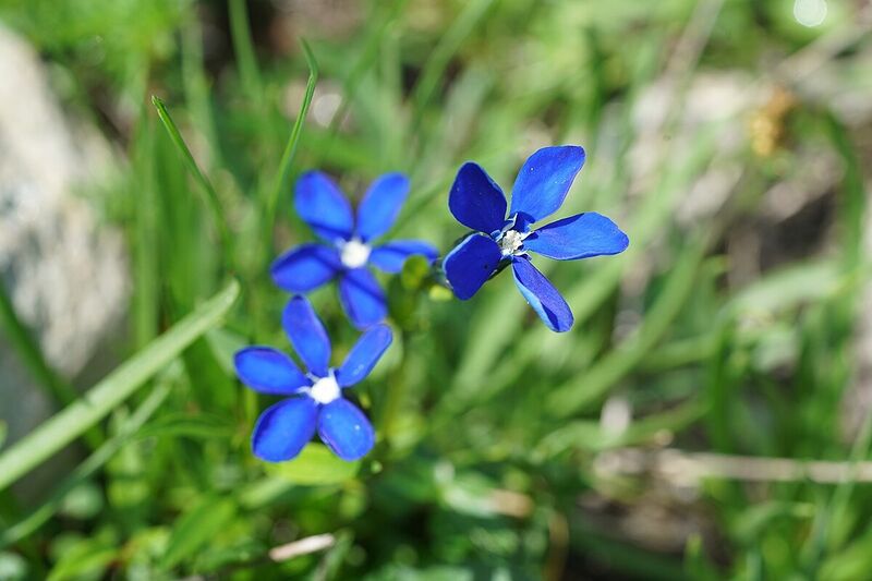 File:Blue Alpine Flowers.jpg