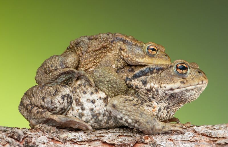 File:Toad Buddies.jpg