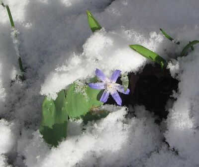 Blue Flowers and Snow.jpg