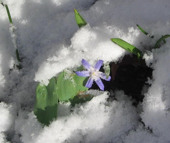 File:Blue Flowers and Snow.jpg