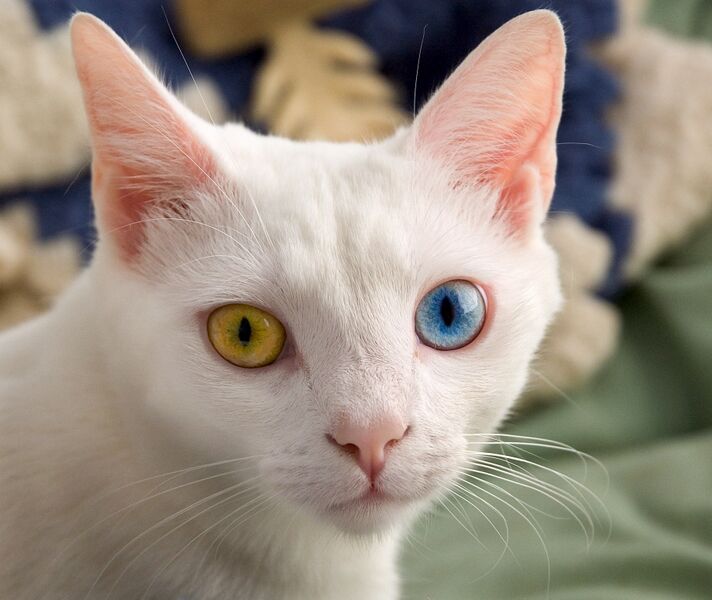 File:Rainbow cat.jpg