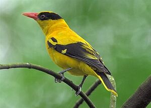 Black-naped Oriole.jpg