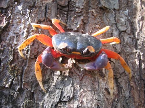 Gecarcinus quadratus (Nosara).jpg