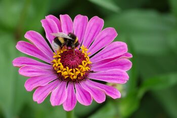 Big Bee.jpg
