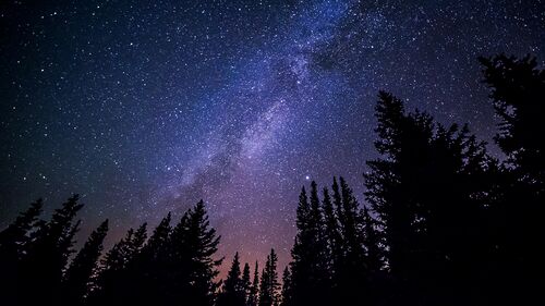 Trees against purple night sky.jpg
