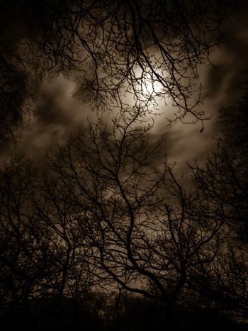 Some magicians say this ritual calls on the mysterious forests of the Night realm themselves.