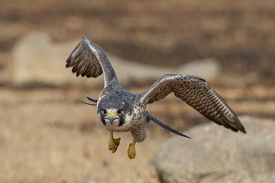 A Peregrine Falcon in Flight.jpg