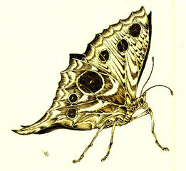 An Iridescent moth