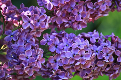 Blooming Lilac.png