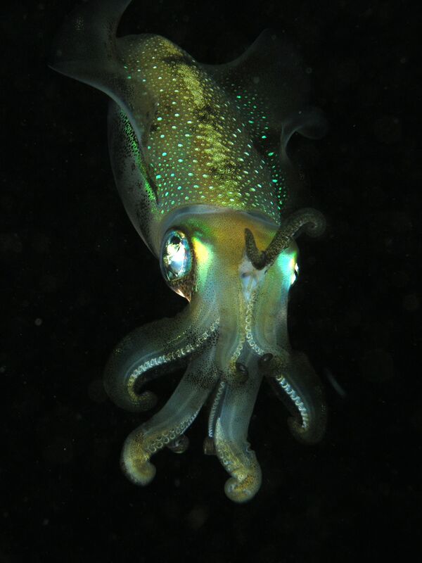 Squid komodo.jpg