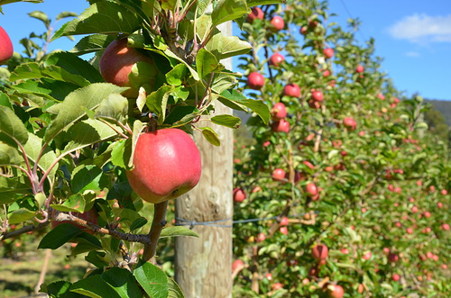 Good Walder's Orchard.png