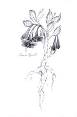 Imperial Roseweald.jpg